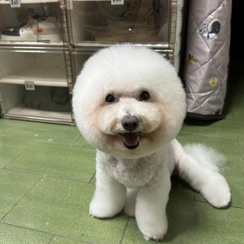 王雅玲 - 比熊頭配小嘴