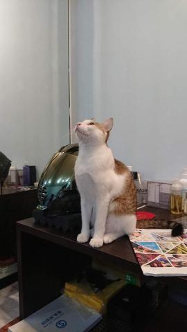 業餘工具人 - 這是一隻貓咪