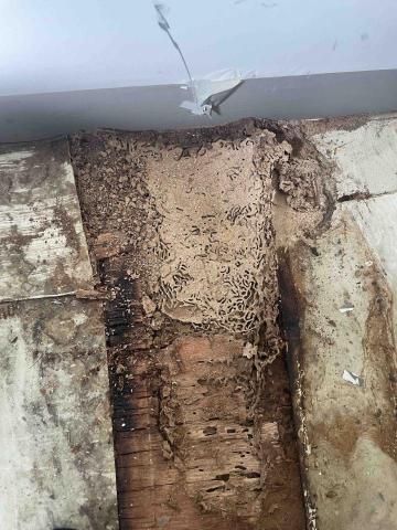 力衍病媒防治有限公司 - 白蟻