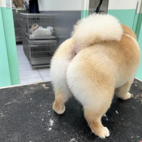 王雅玲 - 翹臀，側面大雞腿