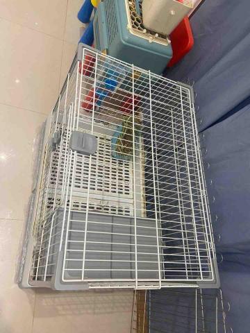 張子芸 - 專業兔蘢