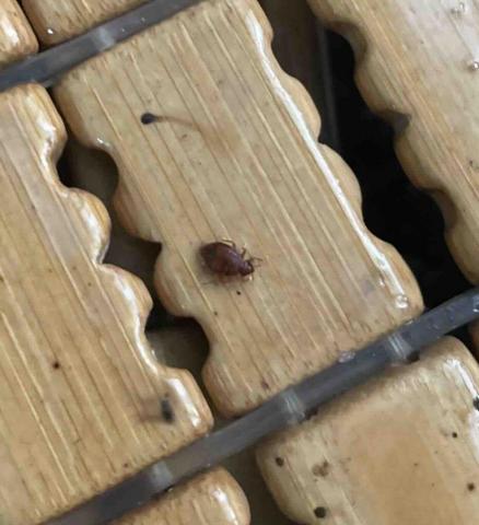 力衍病媒防治有限公司 - 臭蟲