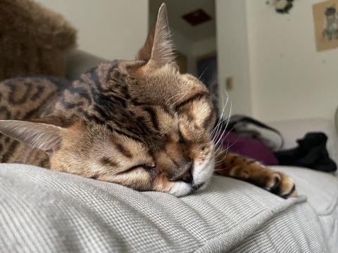 Winter Liu - 我家大女兒是隻豹貓，三個月時檢查出由於因為先天性水晶體脫位，已經結紮沒有利用價值，貓舍要安樂遺棄，我收下來照顧她，在去年摘了左眼，目前右眼還能看見，很溫柔的孩子今年7歲。