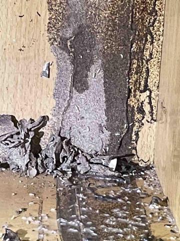 力衍病媒防治有限公司 - 白蟻