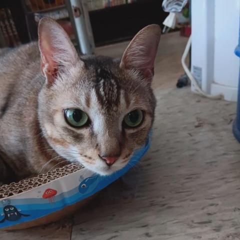 提供送修iphone服務的專家江子彧