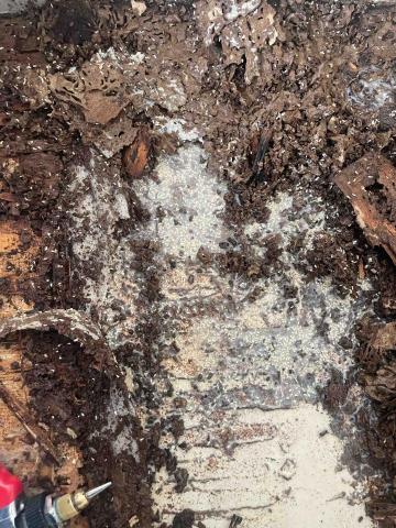 力衍病媒防治有限公司 - 白蟻