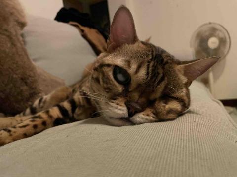 Winter - 我家大女兒是隻豹貓，三個月時檢查出由於因為先天性水晶體脫位，已經結紮沒有利用價值，貓舍要安樂遺棄，我收下來照顧她，在去年摘了左眼，目前右眼還能看見，很溫柔的孩子今年7歲。