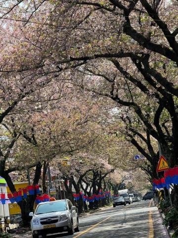 連晟旅行社股份有限公司 - 濟州島的櫻花大道