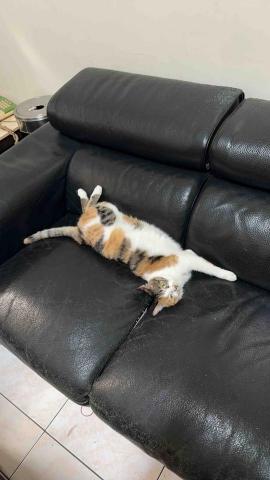 詹凱婷 - 自家貓咪