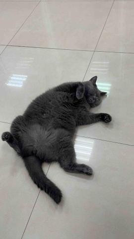 詹凱婷 - 公司貓