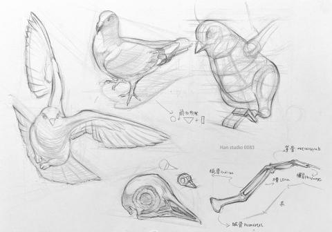 Han studio  邱柏翰 - 鴿子結構素描分析，將形狀結構簡化後更容易畫的出來