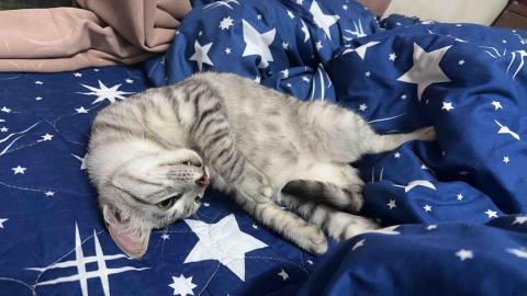 詹凱婷 - 自家貓