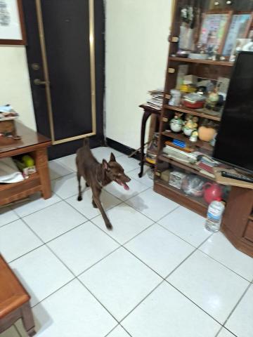 郭晉 - 客戶寄養米克斯