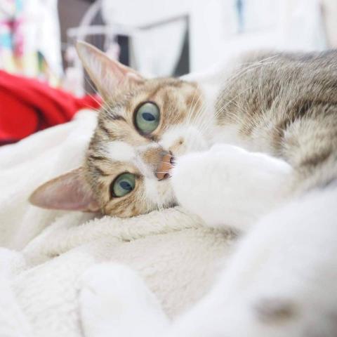 簡簡工作室 - 我家貓貓