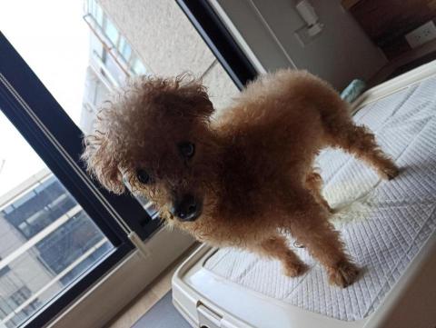 梁小姐 - dog/2024.9/巧克力貴賓/18歲公/寵物褓姆/可可 梁小姐 - dog/2024.9/巧克力貴賓/18歲公/寵物褓姆/可可