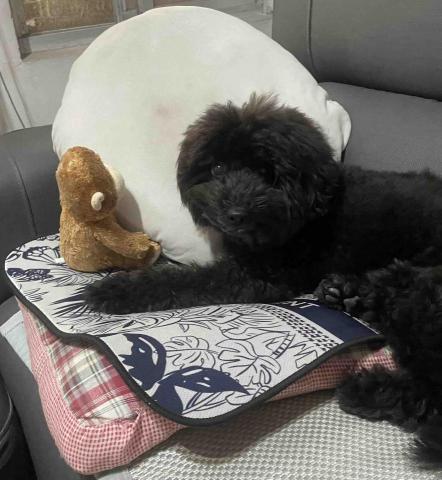 Emma - 這是我認養的黑貴賓