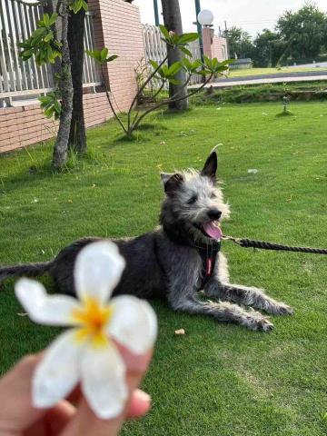 楊雅婷 -  遛狗中也可以幫狗狗拍漂亮的照片呦