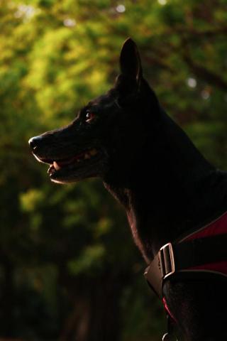 許百愷 - 寵物攝影