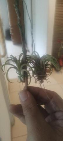 誠豐鐵件工程行 - 客戶送的空氣鳳梨，一種很神奇的鳳梨