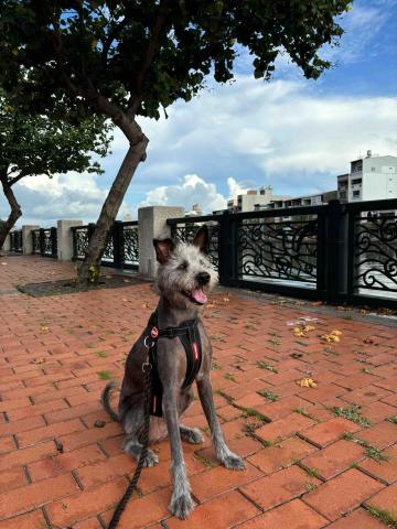 楊雅婷 - 帶狗狗出去散步