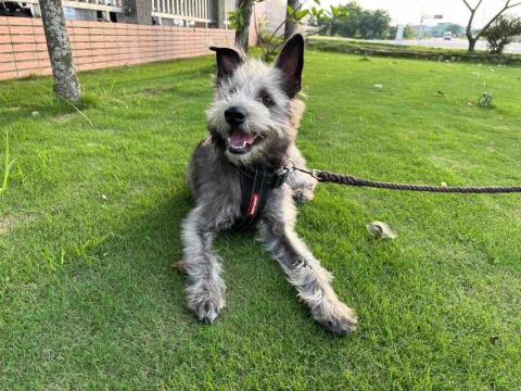 楊雅婷 - 我家布朗尼笑的很開心