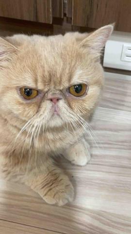 阿肥的家 - 吉吉是我啦⋯⋯不是急急喔