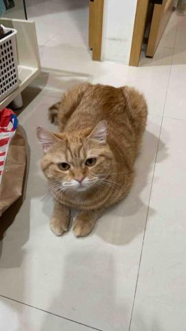 阿肥的家 - 我是愛吃蝦蝦的桑尼