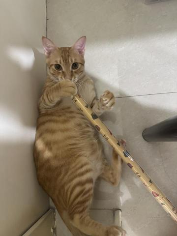 凰均 - 兒子 橘長