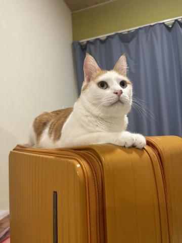 凰均 - 兒子 招財