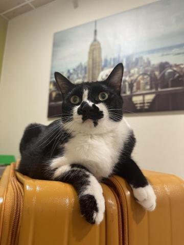 凰均 - 女兒 Oreo