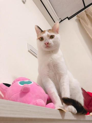 凰均 - 女兒 miso 