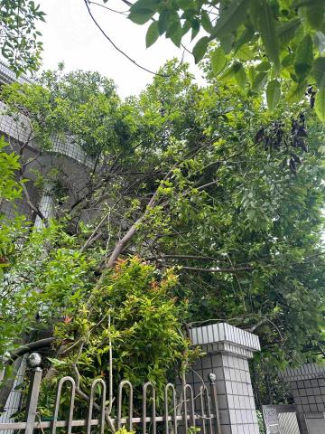 馥侑工程行 - 樹木修剪施工前