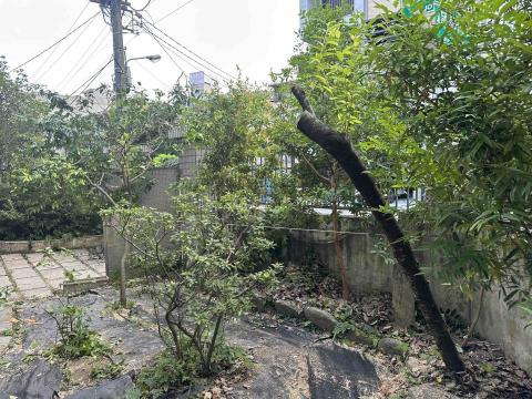 馥侑工程行 - 樹木修剪施工後