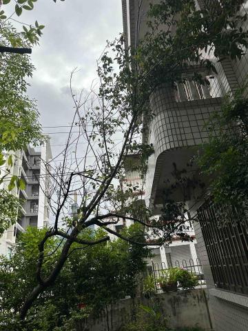 馥侑工程行 - 樹木修剪施工前