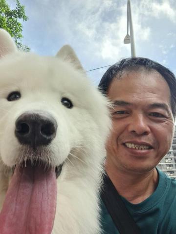 郭晉 - 客戶寄養薩摩耶犬