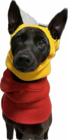 🫶🏿寵物🫶🏿 - 