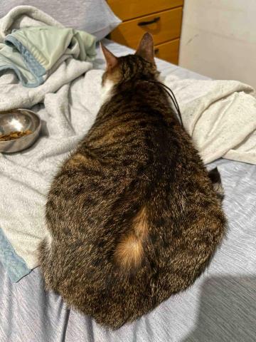 寵物陪伴 -  打胰島素