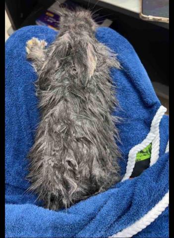 張子芸 - 兔寶洗澡剪甲