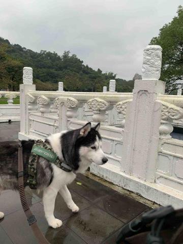 劉柏泓（Brian Liu) - 我家的狗狗