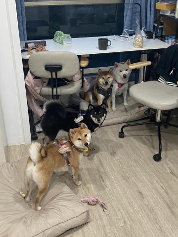 安心寵褓 專業到府褓母 - 