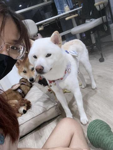 安心寵褓 專業到府褓母 - 