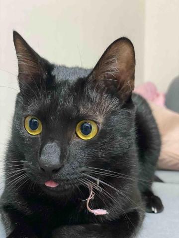 奧米 大台北寵物到府照護 板橋區 - 到府照護