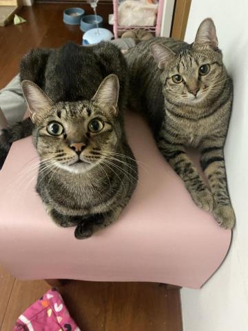 安心寵褓 專業到府褓母 - 