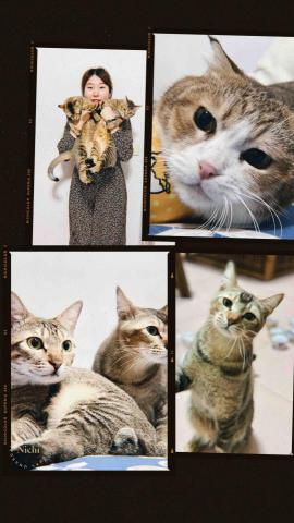 奧米 大台北寵物到府照護 板橋區 - 自己飼養的貓