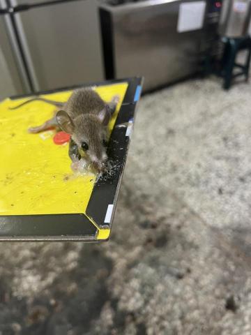 日心環保防治有限企業 - 鼠患物理防治