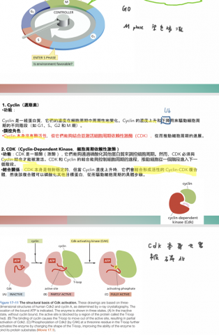 hahabanana歷程設計 - 生奧細胞信號傳導講義截圖