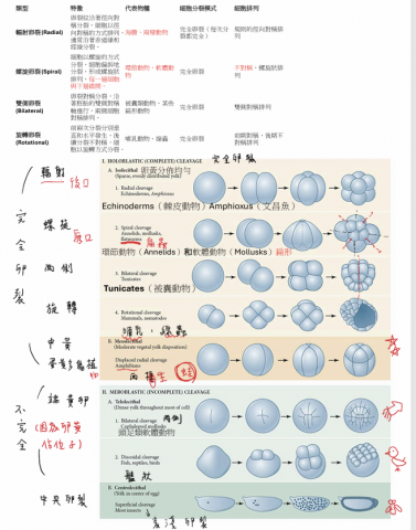 hahabanana歷程設計 - 生奧發育生物學教學檔案截圖