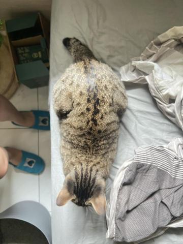 Lynn - 我對待小可愛們真的很好 家裡的貓被養的油亮油亮的，我也好好好對待你們的小寶貝