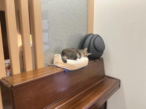 Lynn - 目前還沒有真正的經驗只能先放上我家的小貓