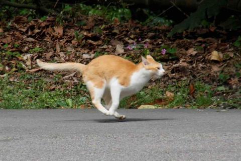 JustinPan - 動態追焦